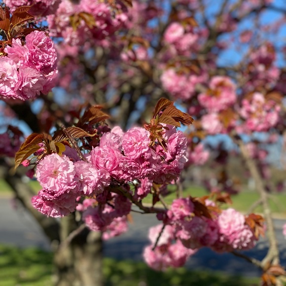 Meet your Posher, AMI - Picture 5 of 15